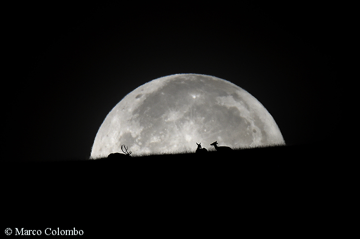 cervi con luna in eclissi